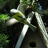 abfliegende Blaumeise