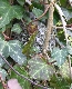 Schwanzmeisen-Nest