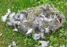 ger�ubertes Schwanzmeisennest