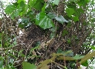 Zerst�rtes Nest des Zaunk�nigs