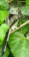 Schwanzmeise am Nest
