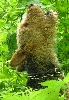 Hund heult mit Martinshorn mit