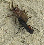 Raubfliege mit Beute