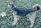 Airedale terrier Anton