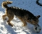 Airedale terrier Anton