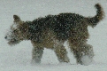 Airedale im Tiefschnee