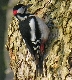 060111-110- Buntspecht
