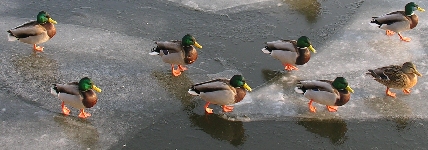 Enten auf Glatteis