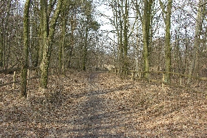 060324-5-DH_Eichenwald