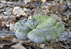 Baumpilz am Zaun