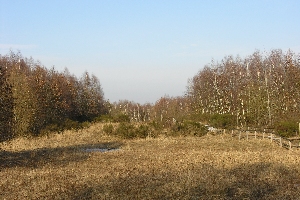 Ginster im Moor