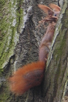 Eichh�rnchen beim Nestbau