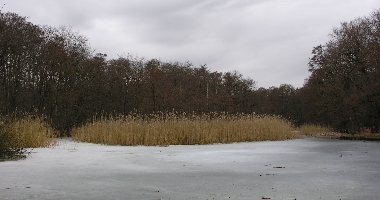 D�stere Teiche in Potsdam im Eis