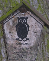 Eule, vom Specht attakiert