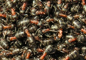 Rote Waldamaisen tanken Sonne