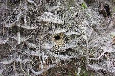 Ein Nest in der Wurzel