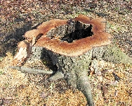 Die Baumkiller schlugen wieder zu