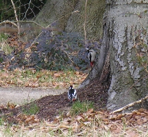2 Buntspechte im Ameisennest