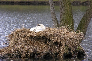 Das Schwanennest