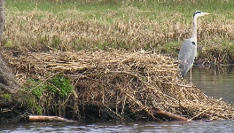 Reiher am Schwanennest