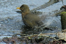Das DrosselBad 1