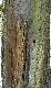 060420-044Baum-8