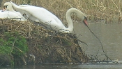 Schwanabsturz