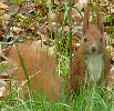 Eichh�rnchen in der N�he des Neuen Palais