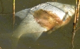 Toter Fisch
