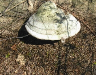 060425-064AmeisenuntermPilz