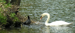 Schwan gegen Bläßhuhn