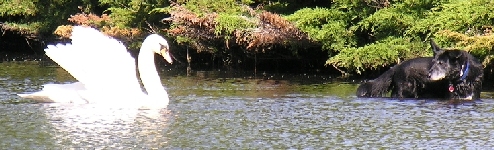 Schwan und Hund im Teich von Sanssouci