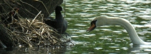 Schwan vor dem Angriff