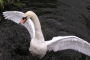 Schwan