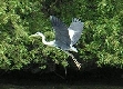 Flugbild eines Reihers