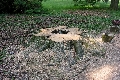  Baumf&auml;llen im  Sommer, in Brandenburg ist das m&ouml;glich!