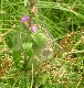 Spinnen bauen eine Blume um