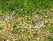  Der Rupfplatz eines Greifvogels