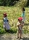 spielende Kinder im Heu