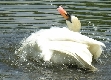 Schwan