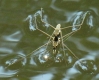 Wasserl&auml;ufer mit Positionslicht