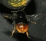 Steinhummel am Einflugloch