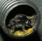 Steinhummel?