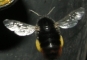 Steinhummel mit Pollen am Einflug zum Nest
