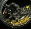 Steinhummel kurz vo dem Abflug