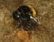 Steinhummel im Nest