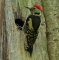 Mittelspecht am Nest