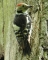 Altspecht am Nest