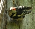 Absprung vom Nest