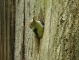 Jungspecht schaut aus dem nEST